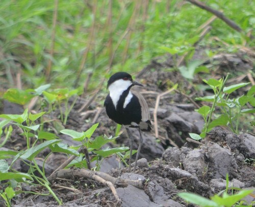 Spur-winged Lapwing