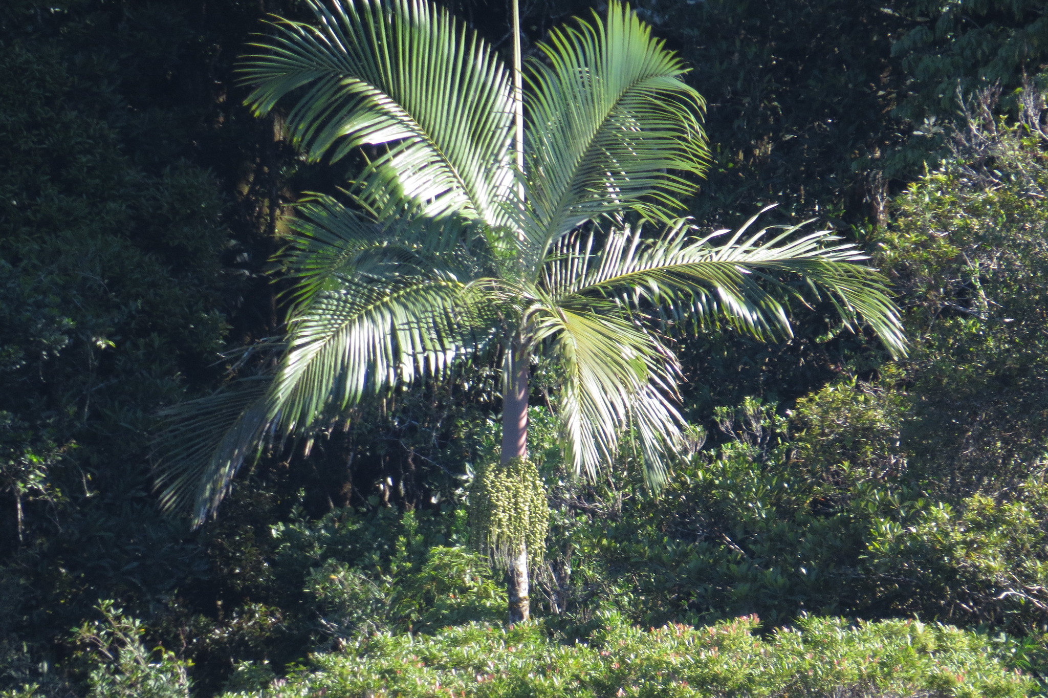 Mount Lewis King Palm (Archontophoenix purpurea)