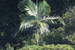 Archontophoenix purpurea