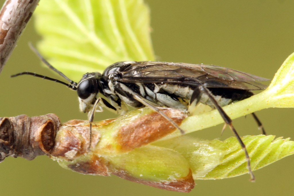 Pied Strider