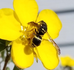 Ancistrocerus bustamente
