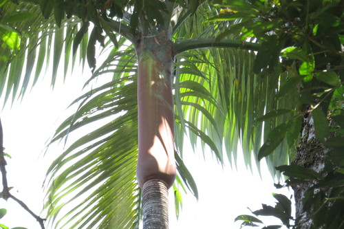 Archontophoenix purpurea, photograph 1