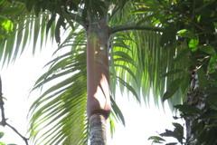 Archontophoenix purpurea