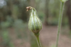 Silene viridiflora