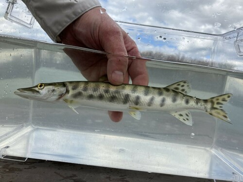 Allegheny River pike (Esox masquinongy) — Esocidae — 5