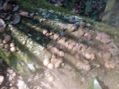 Apioperdon pyriforme image
