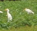 Western Cattle-Egret