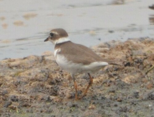 Common Ringed Plover