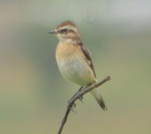 Whinchat