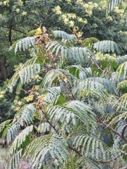 Paraserianthes lophantha image