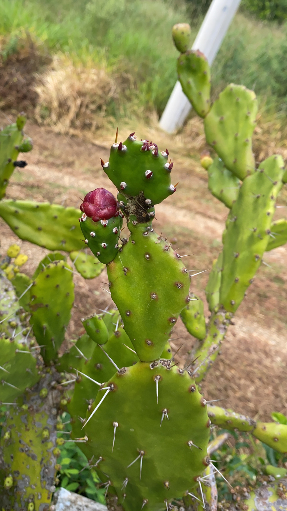 Opuntia monacantha