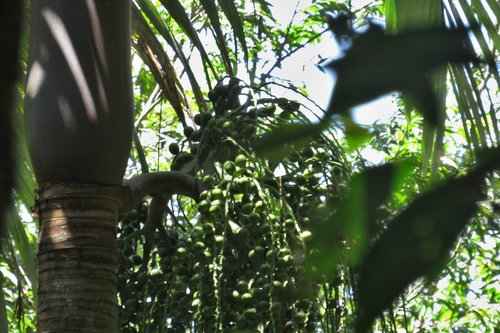Archontophoenix purpurea, photograph 2