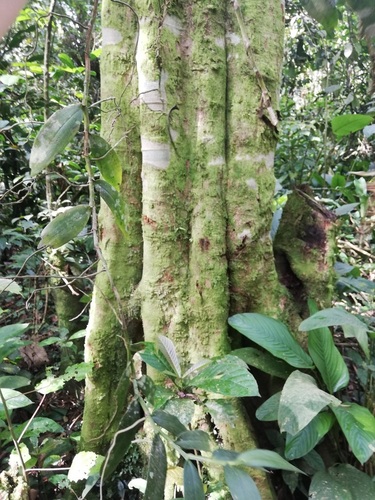 Angraecum infundibulare image