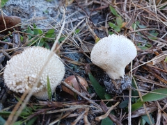 Lycoperdon perlatum image