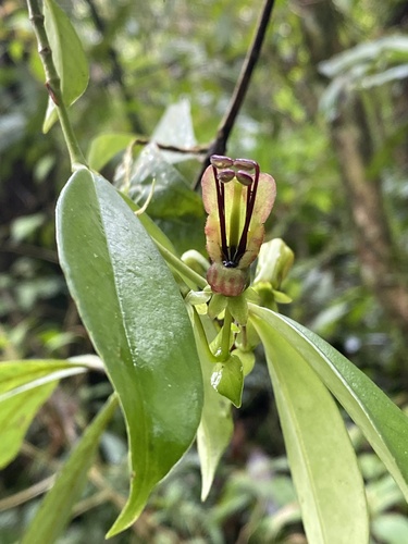 Aeschynanthus acuminatus iNat (1)