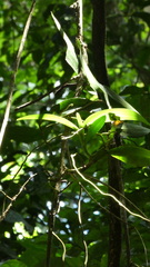 Angraecum infundibulare image