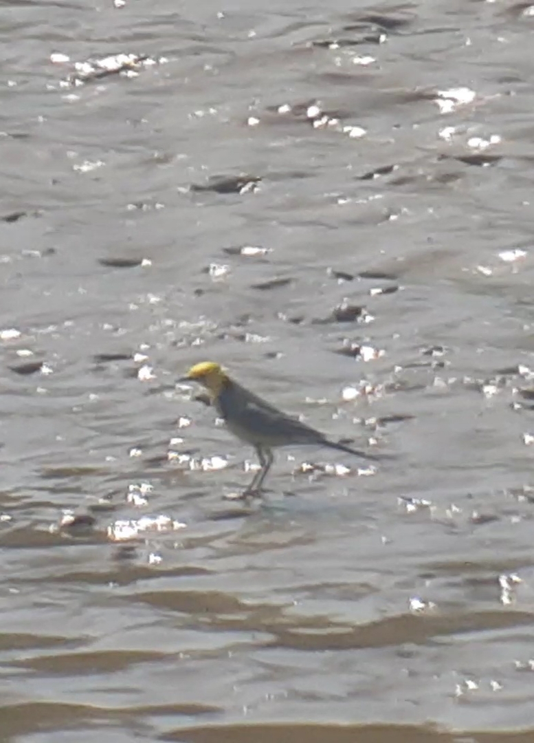 Citrine Wagtail