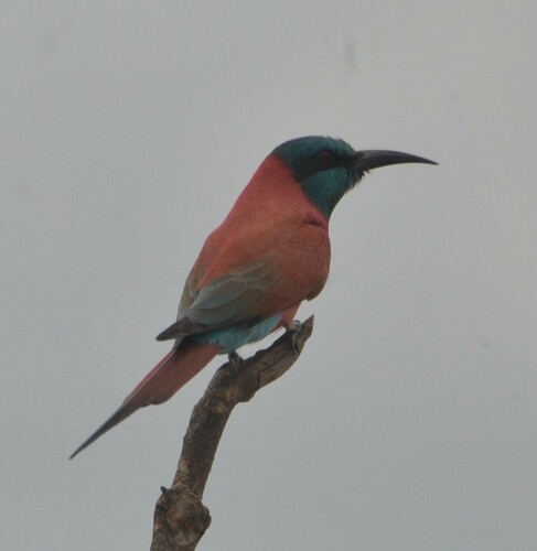 Northern Carmine Bee-eater