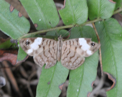 Ectima thecla thecla