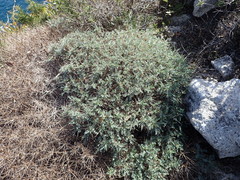 Astragalus terraccianoi