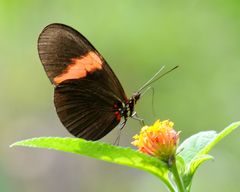 Heliconius erato hydara