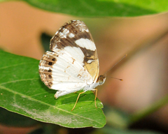Janatella leucodesma