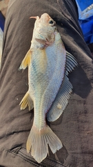 Goatee-Croaker photo 4