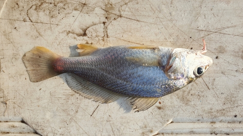 Goatee croaker (Dendrophysa russelii) — Sciaenidae — 5