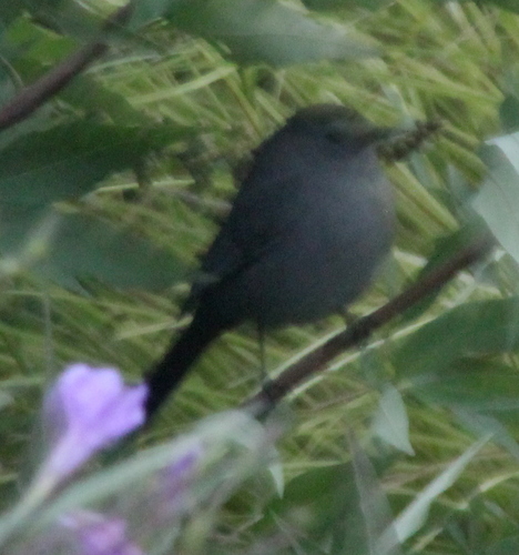 Gray Catbird photographed in Oklahoma