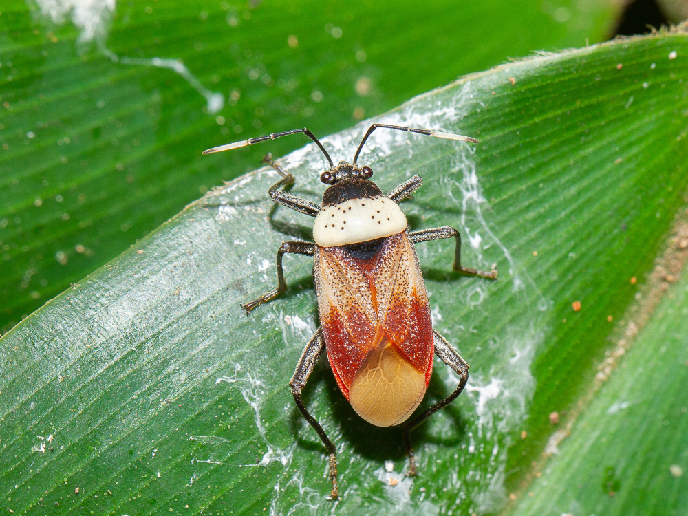 Largus lineola