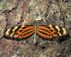 Mechanitis polymnia veritabilis