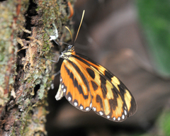 Mechanitis polymnia veritabilis