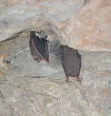 Balantiopteryx plicata