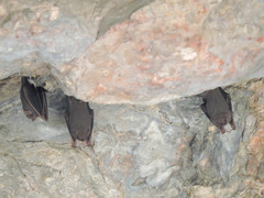 Balantiopteryx plicata