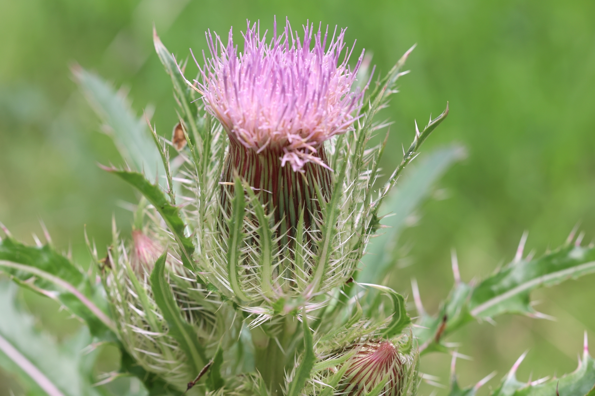 Cirsium horridulum