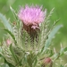 Bristle Thistle