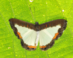 Nymphidium onaeum