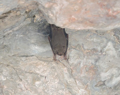 Balantiopteryx plicata