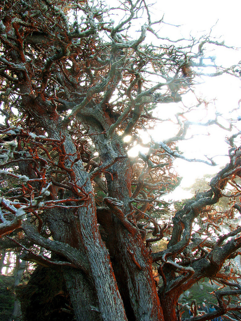 Trentepohlia Aurea 100 Commonest Golden Gate National Recreation Area Species Inaturalist