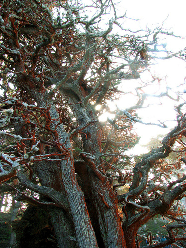 Representative image of Trentepohliaceae