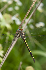 Cordulegaster obliqua