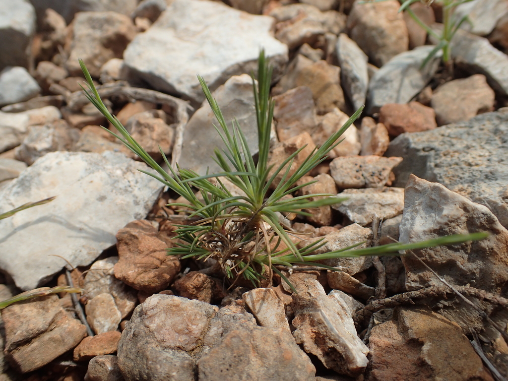 Bufonia perennis