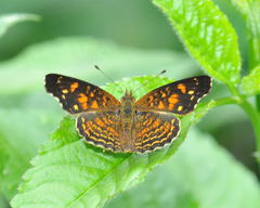 Anthanassa acesas