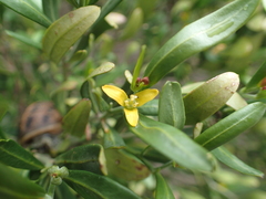 Cneorum tricoccon