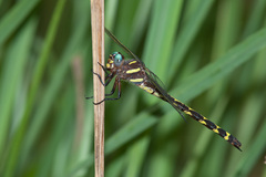 Cordulegaster obliqua