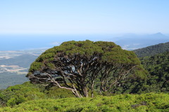 Leptospermum wooroonooran