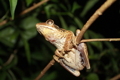 Chaco Treefrog photo 2