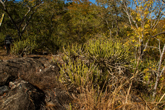 Euphorbia graniticola image