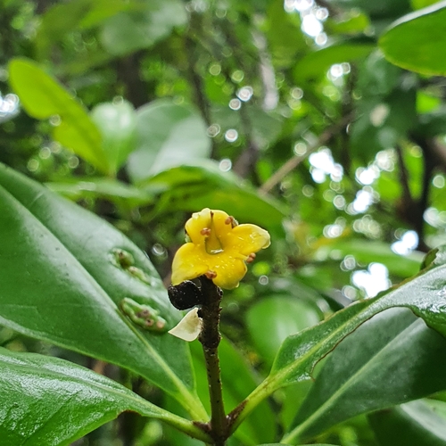 Image of Avicennia officinalis by (c) pbsg, some rights reserved (CC BY)