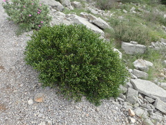 Cneorum tricoccon